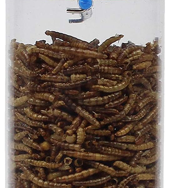 Perky-Pet 388F Dried Mealworm Bird Feeder with Flexports